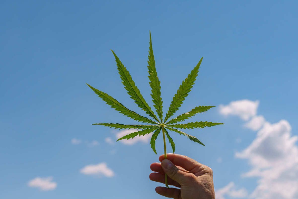 Hand holding a green cannabis leaf against a blue sky with clouds