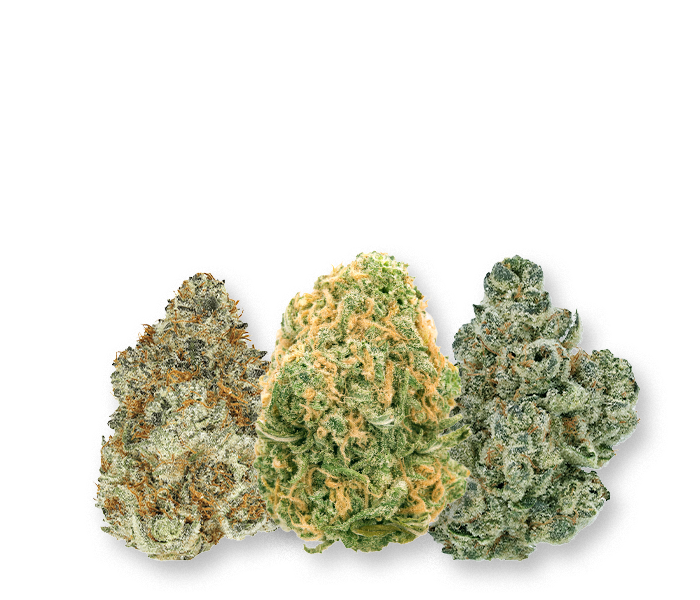 three buds of flower cannabis