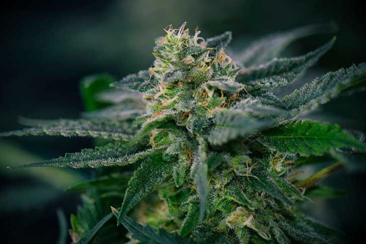 Close-up of a cannabis bud with green leaves and frosty trichomes on a dark background