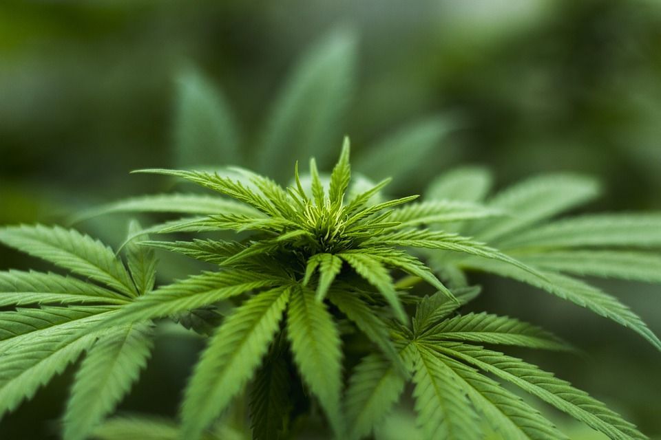 Close-up of a green cannabis plant with spiky leaves against a blurred background