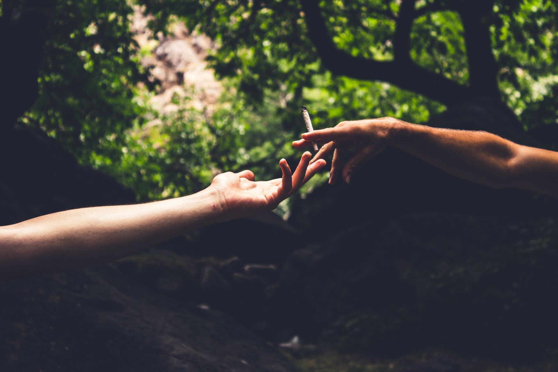 Two hands reaching toward each other in a dark forest, fingertips nearly touching.