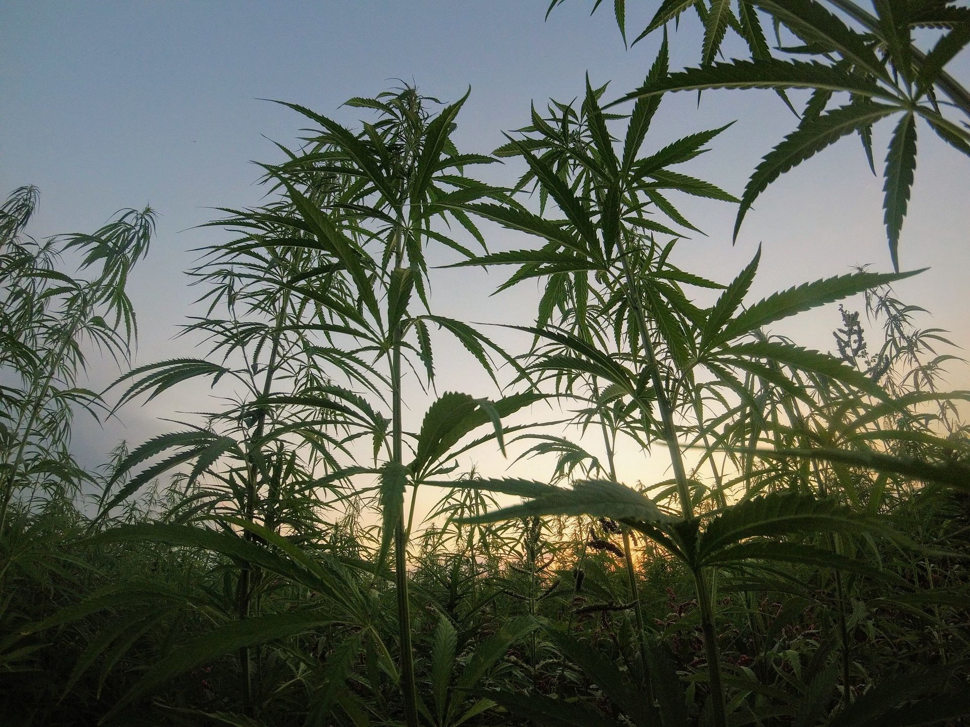 Silhouetted cannabis plants growing in a field at sunset