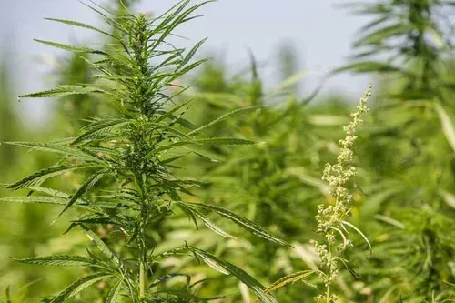 Green cannabis plants growing in a field under soft daylight