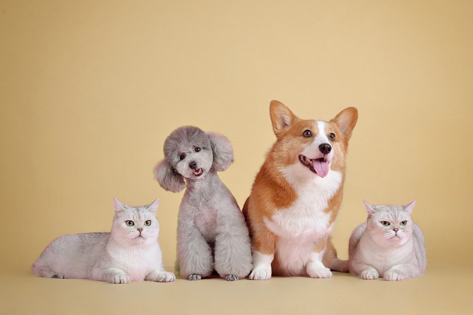 Three cats and a corgi sitting on a beige background, all facing forward and smiling
