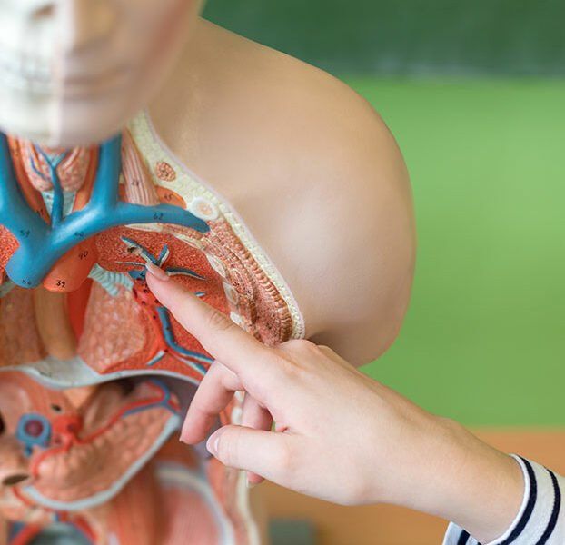 Child pointing at a human anatomy torso model with heart and lungs visible