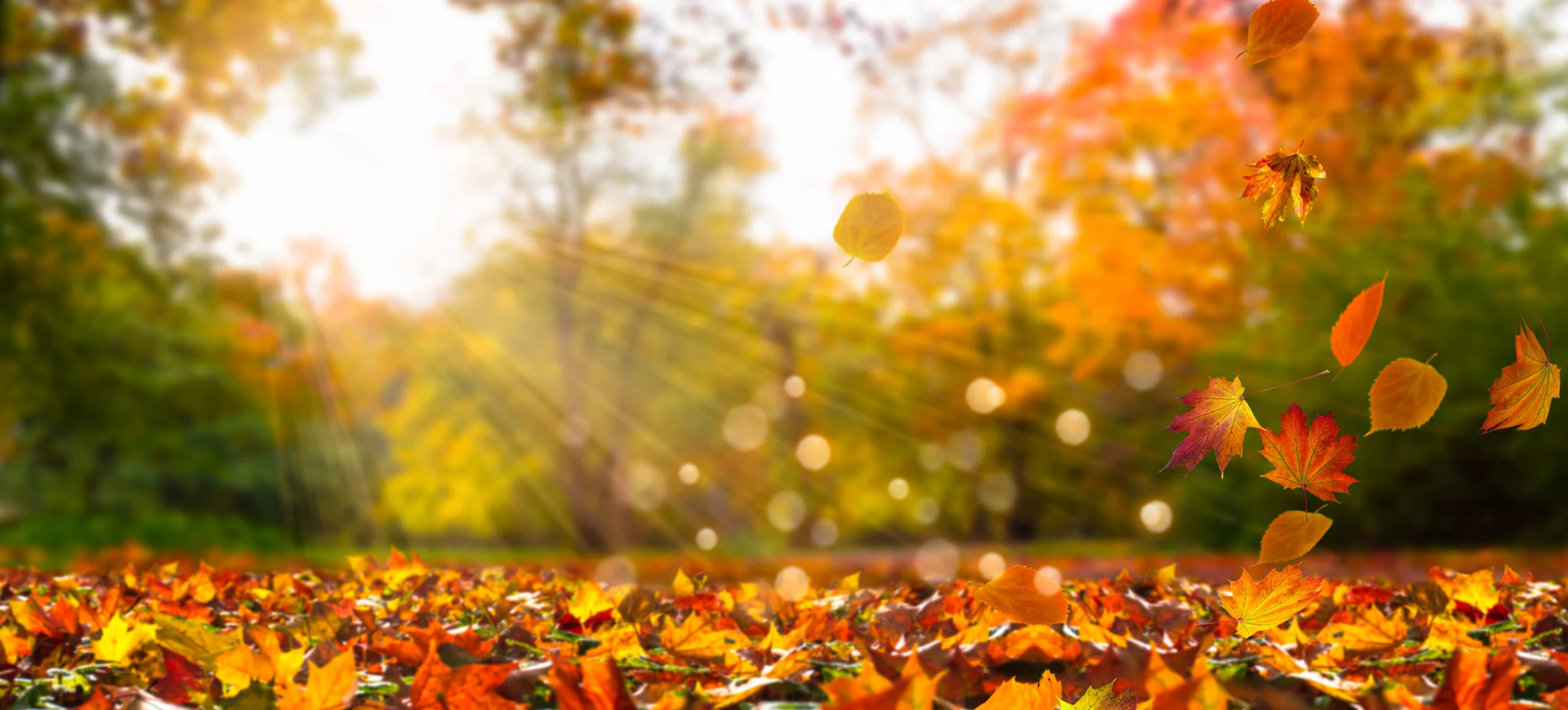 Autumn leaves falling in a sunlit forest, with vibrant yellow and orange foliage covering the ground.