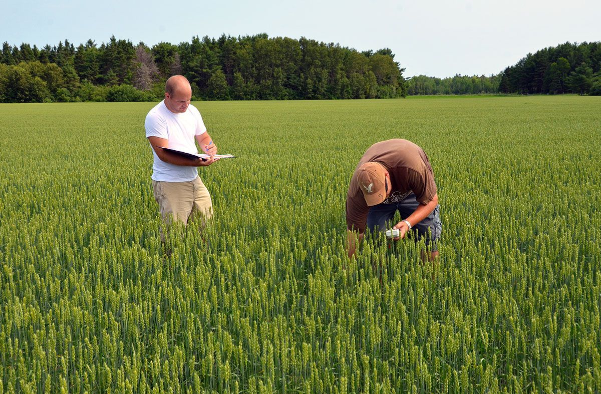 Two men in a green field, one writing on a clipboard, the other inspecting crops.