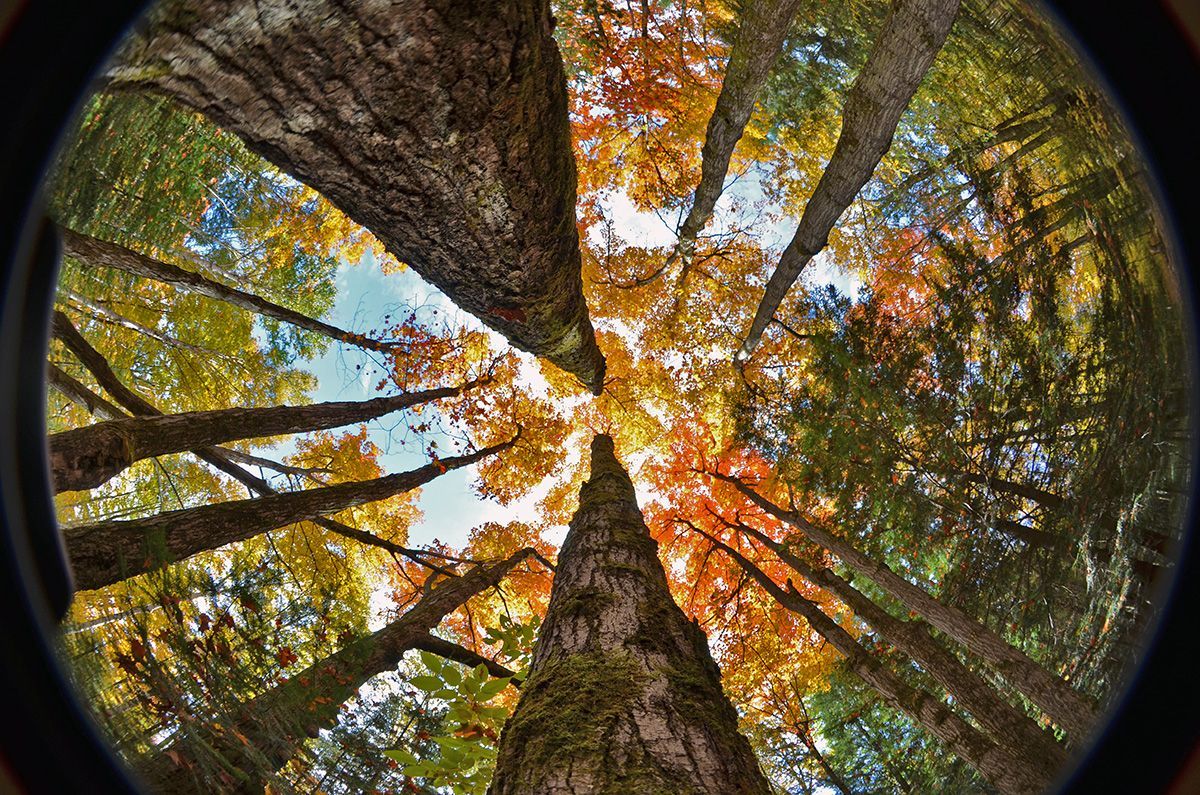 Looking up at colorful autumn tree canopy; greens, oranges, and browns, reaching towards the blue sky.