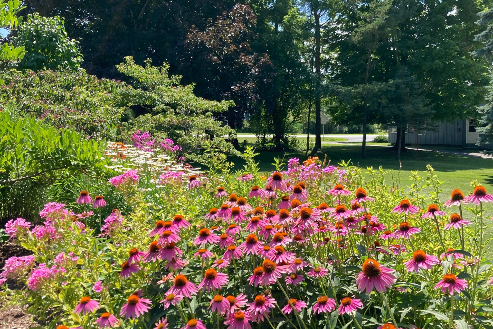 Pink coneflowers blooming in a sunny garden with green trees and lawn