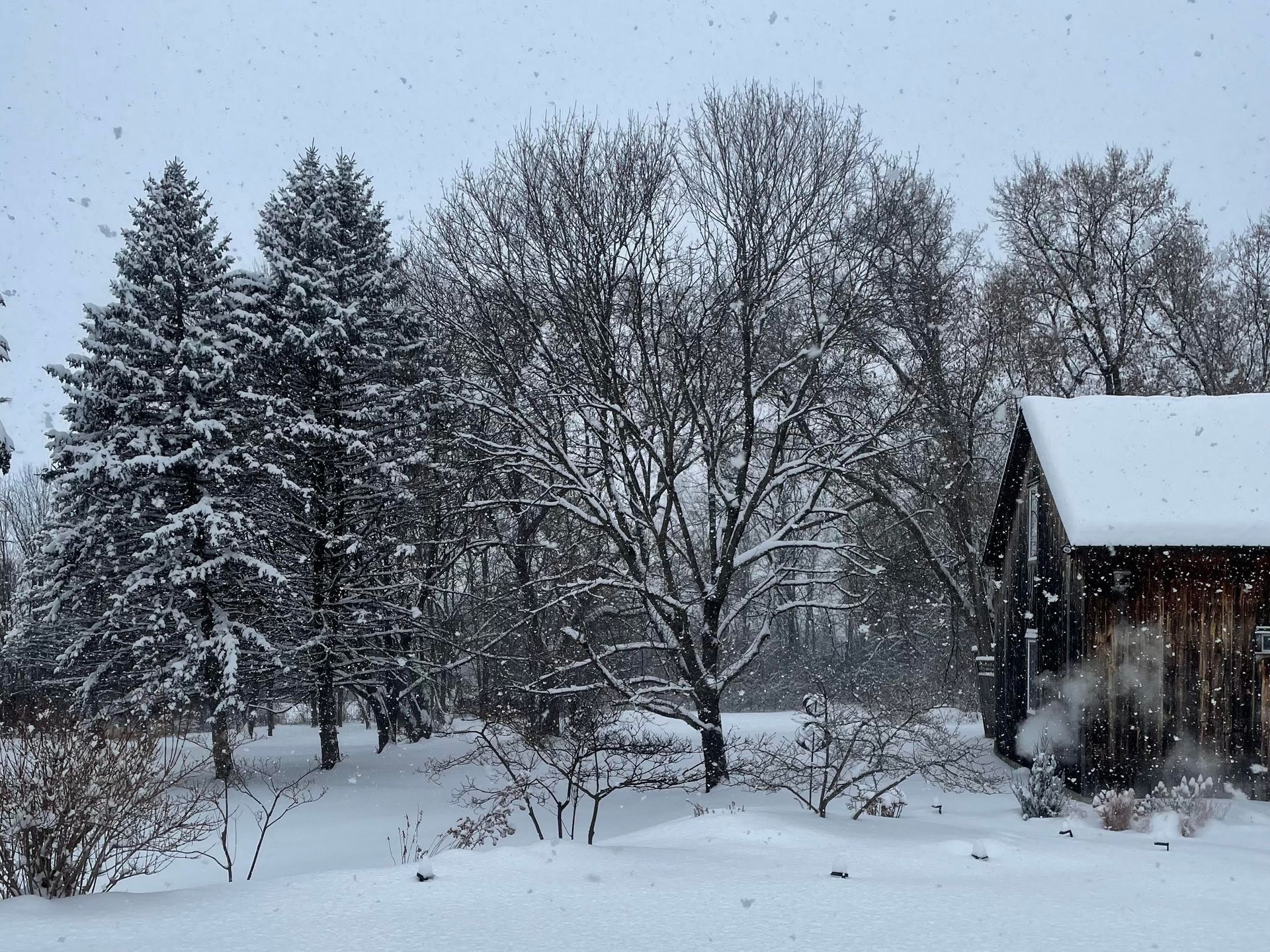 Snowy yard with evergreen trees and bare branches beside a small house under falling snow.