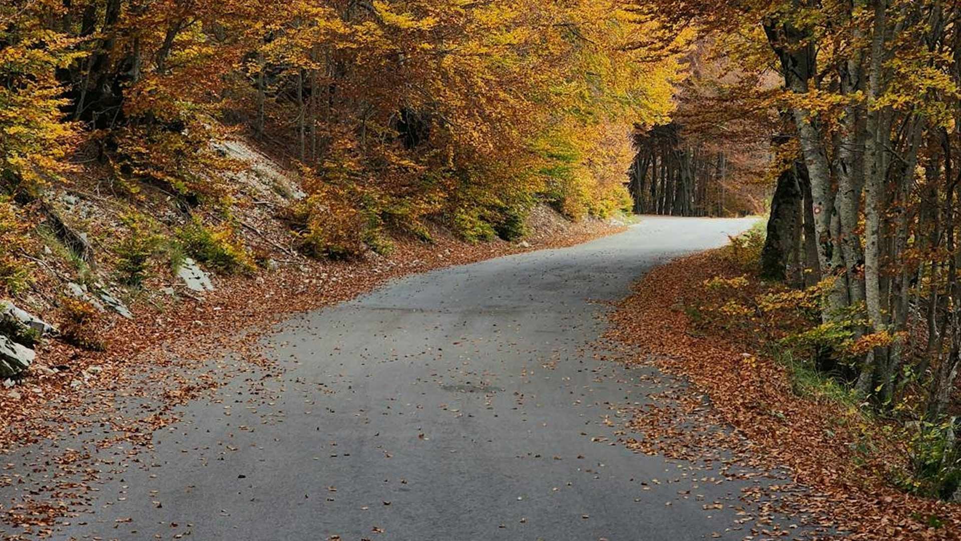 A road in the woods with leaves on the ground