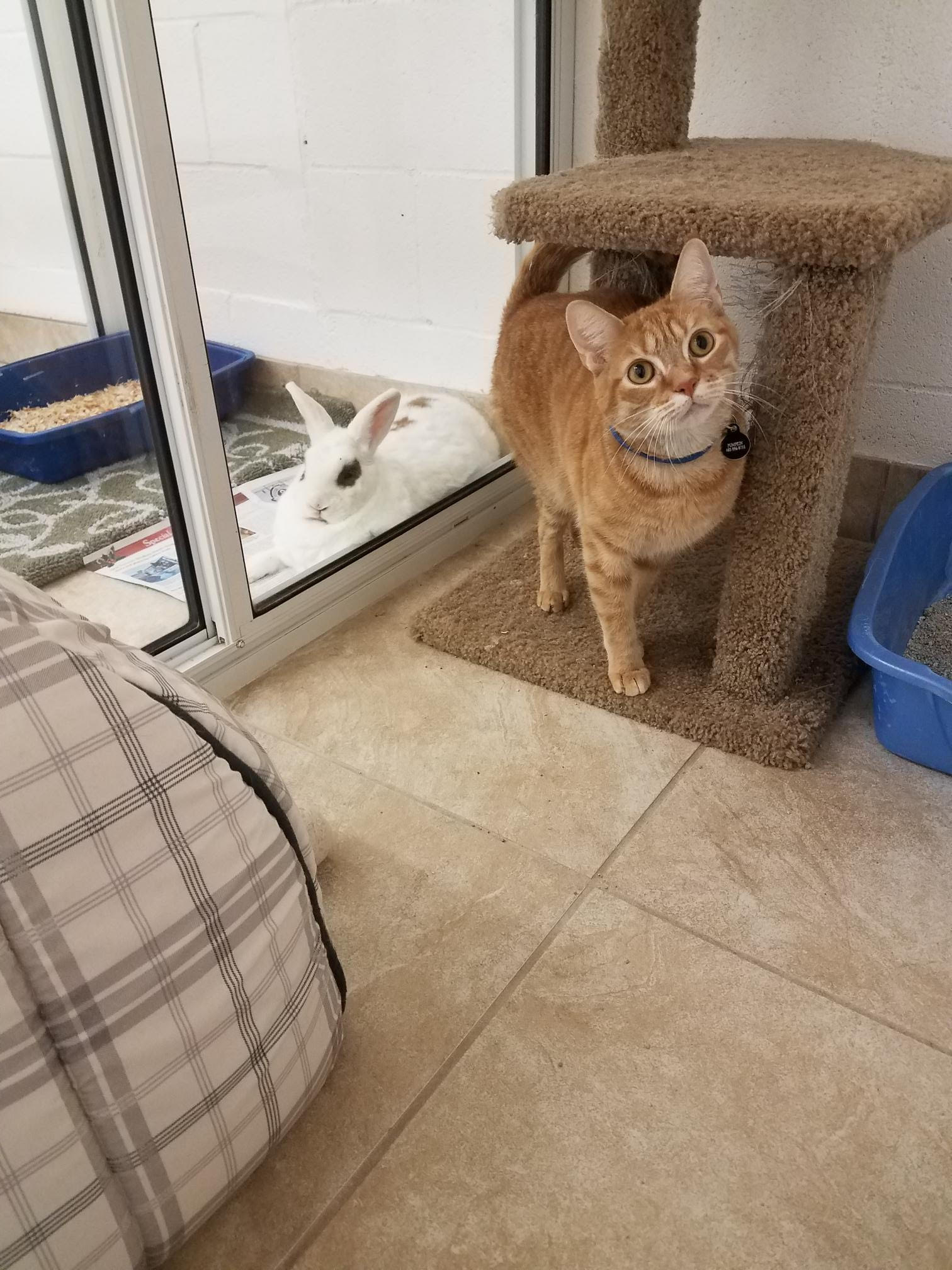 AtHome Kennels Tucson, AZ (520) 7223162