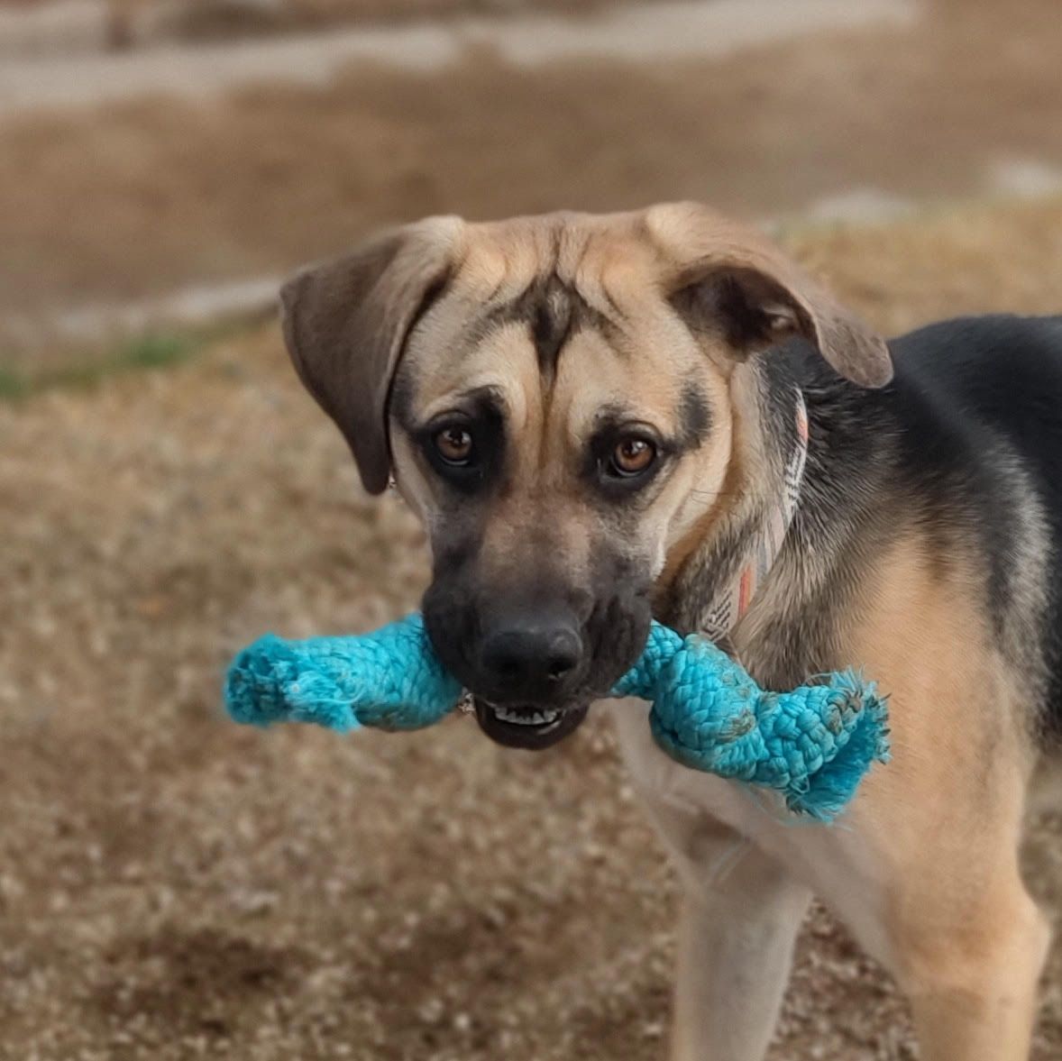 dog boarding