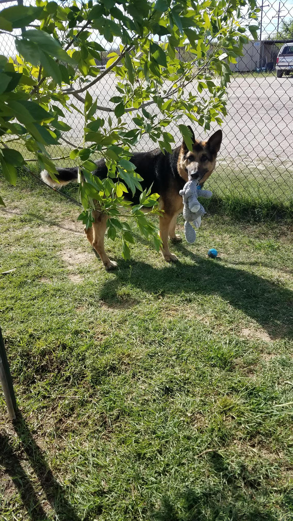 dog boarding