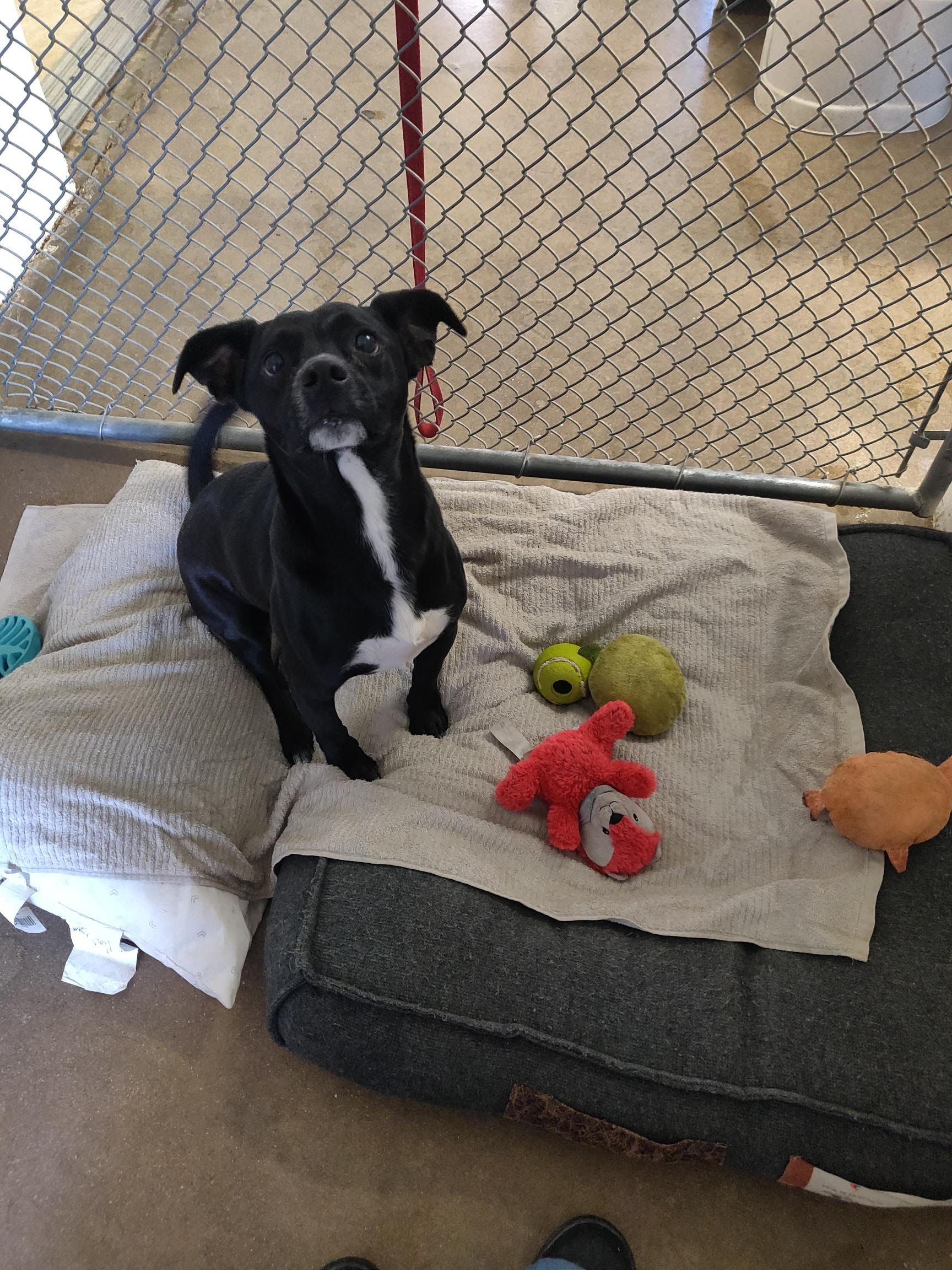 Black dog with white chest, inside a kennel, looking up. Toys and a bed are visible.
