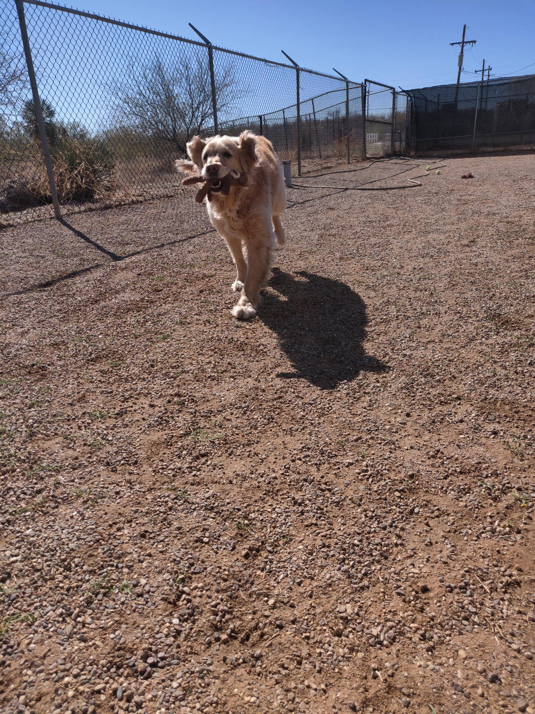 dog boarding