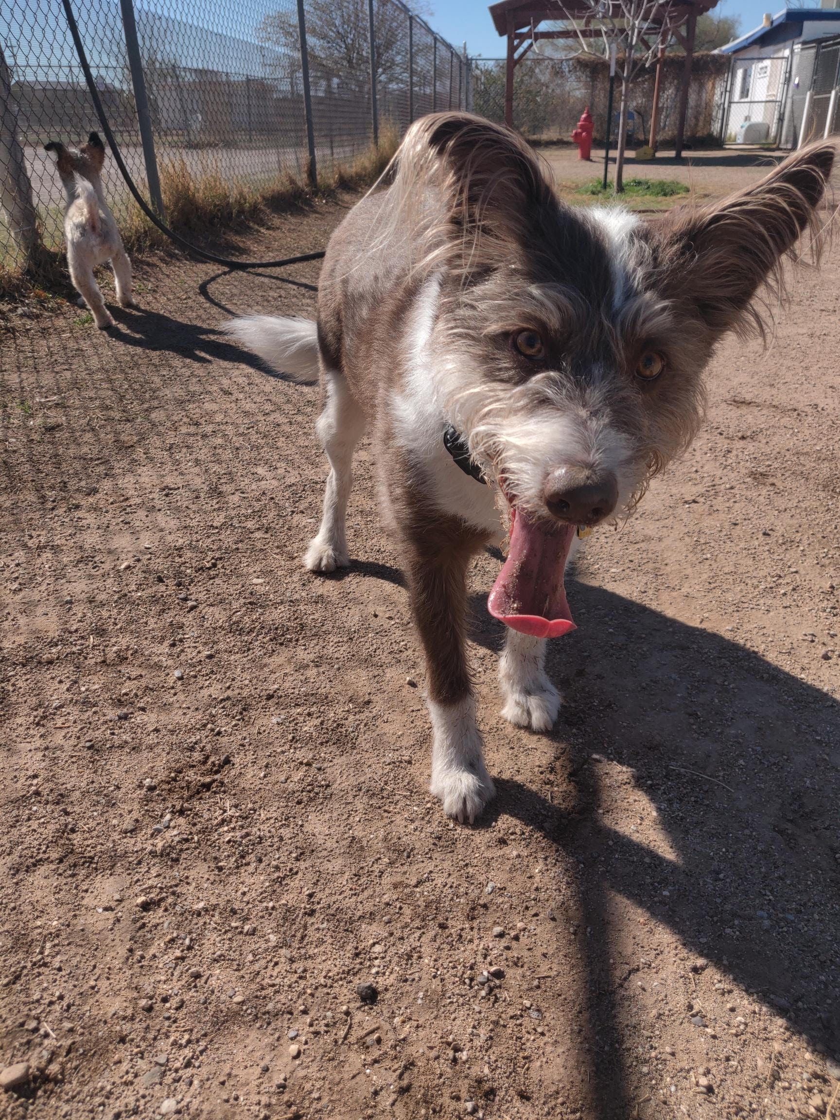 Brown and white dog with tongue out, in an outdoor setting. Another dog in the background.