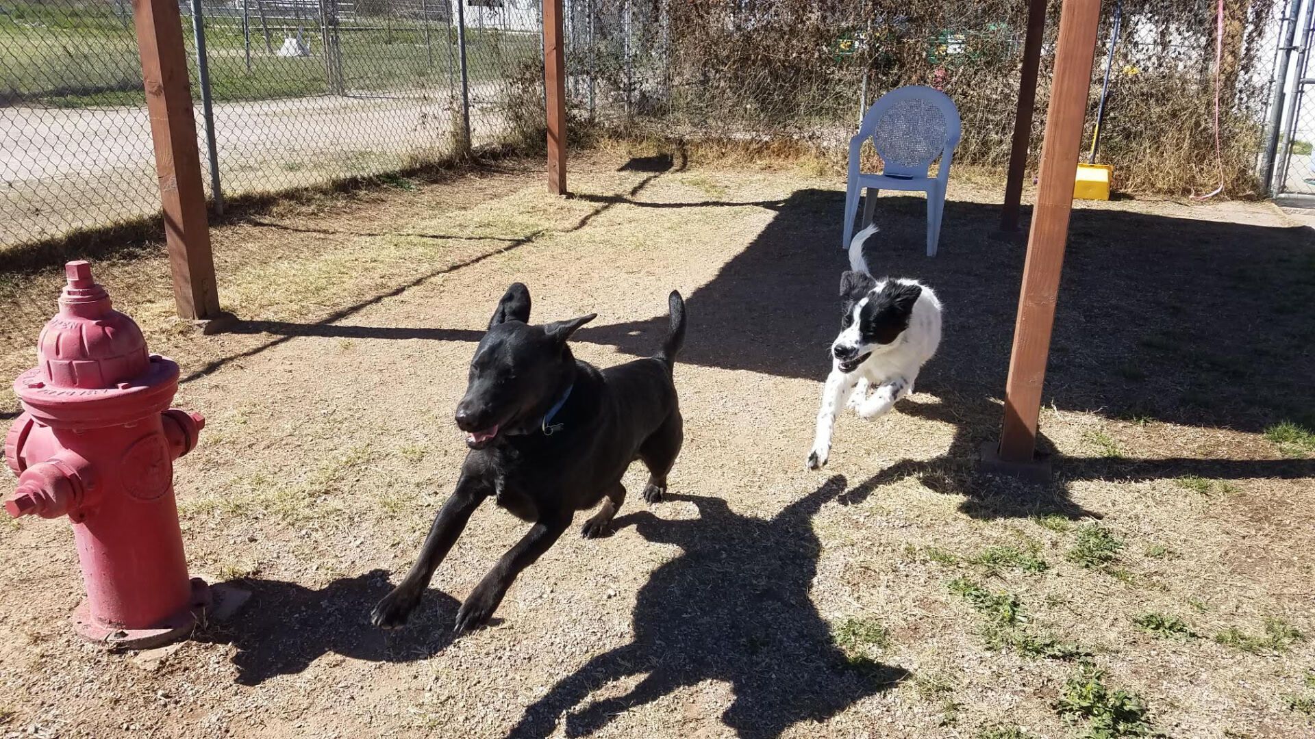 Two dogs running in a fenced-in yard near a fire hydrant and a chair.
