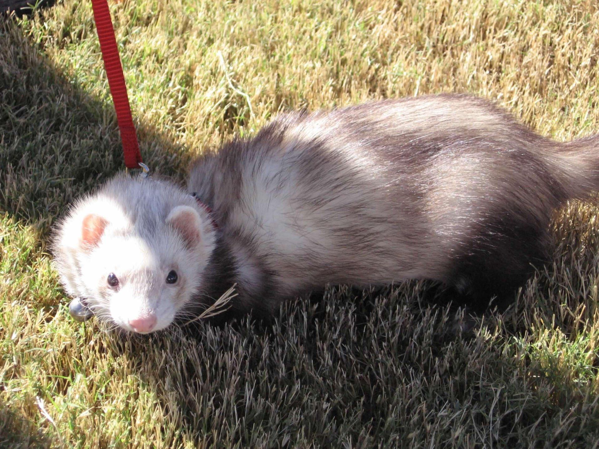 Ferret on a leash in grass, white face, dark body.