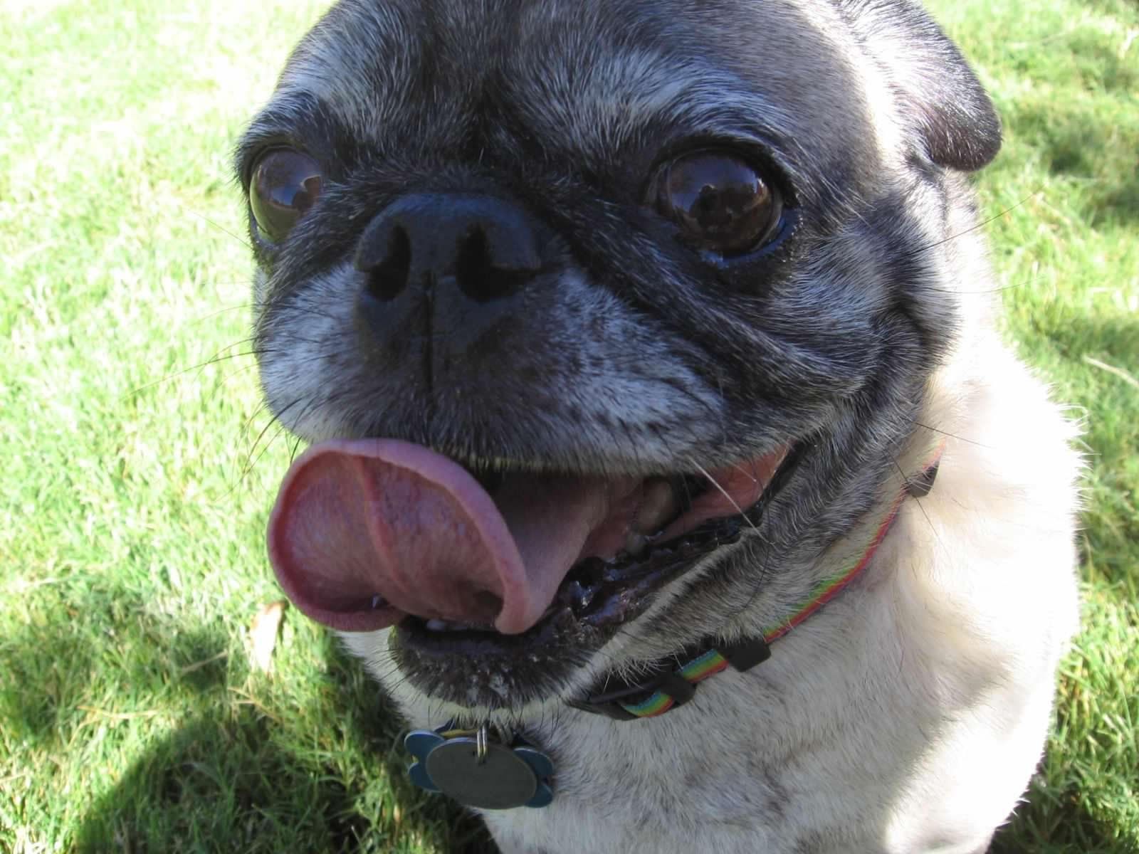 Pug with its tongue out, panting on green grass.