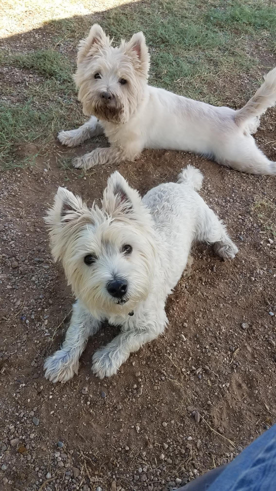 DOG grooming