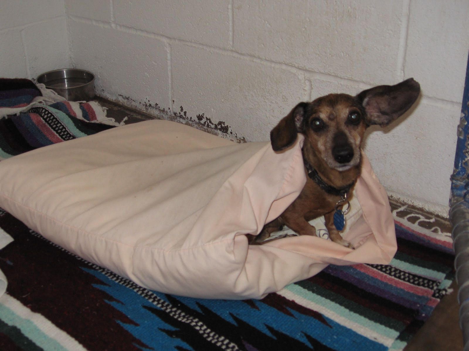 A brown dachshund dog wrapped in a blanket, looking directly at the camera.