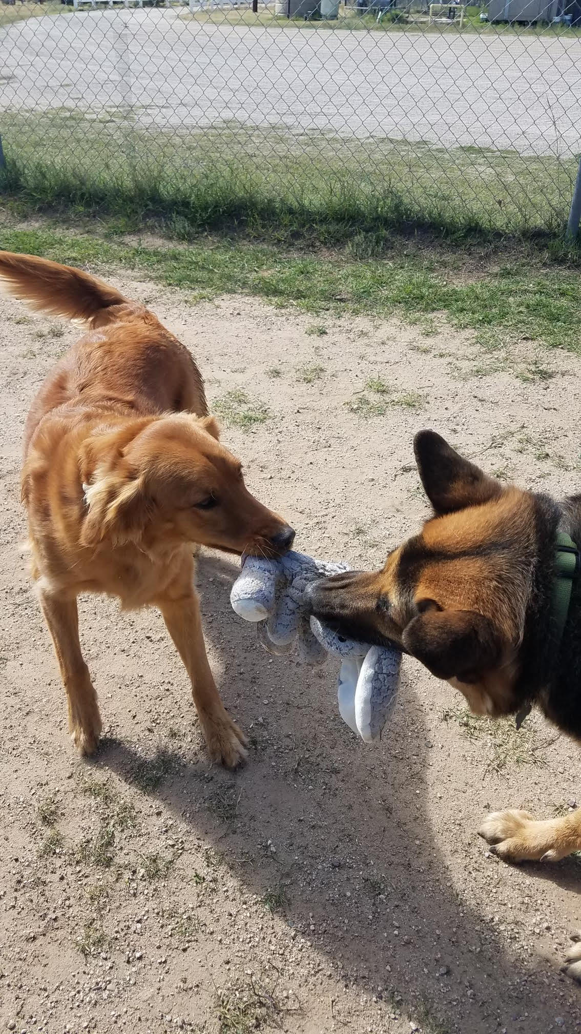 Two dogs, one golden and one German Shepherd, tug-of-war with a stuffed toy in a sandy park.