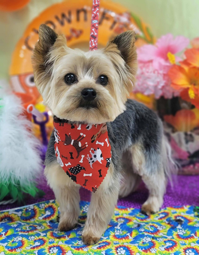 A brown dog wearing a pink bow tie and collar.