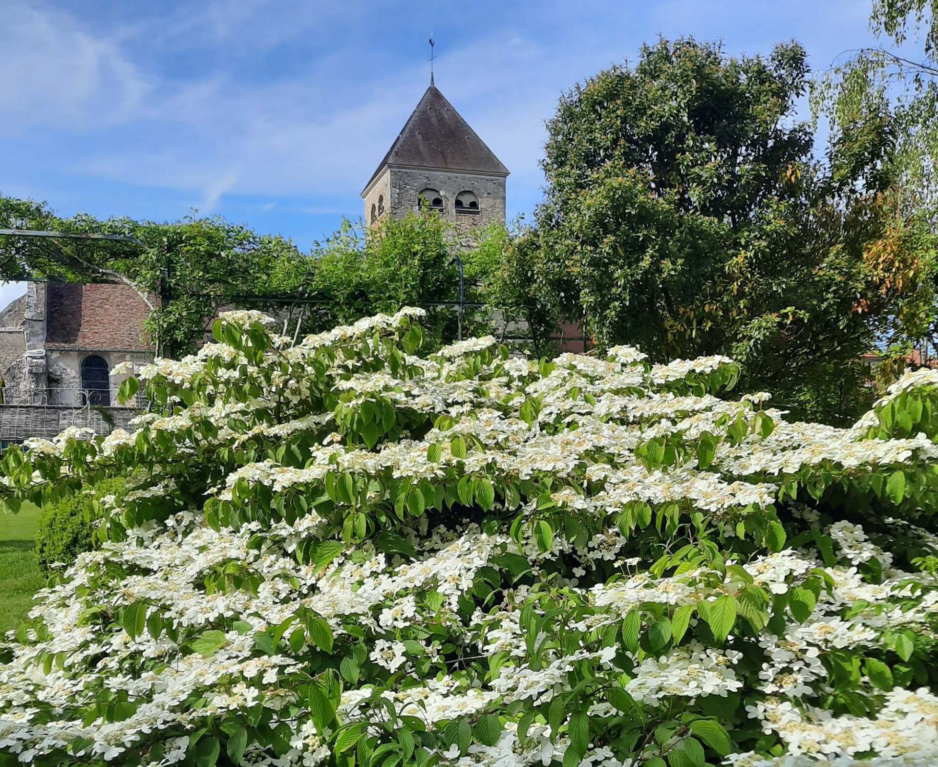 Arbuste à fleurs blanches devant une tour en pierre et des arbres sous un ciel bleu