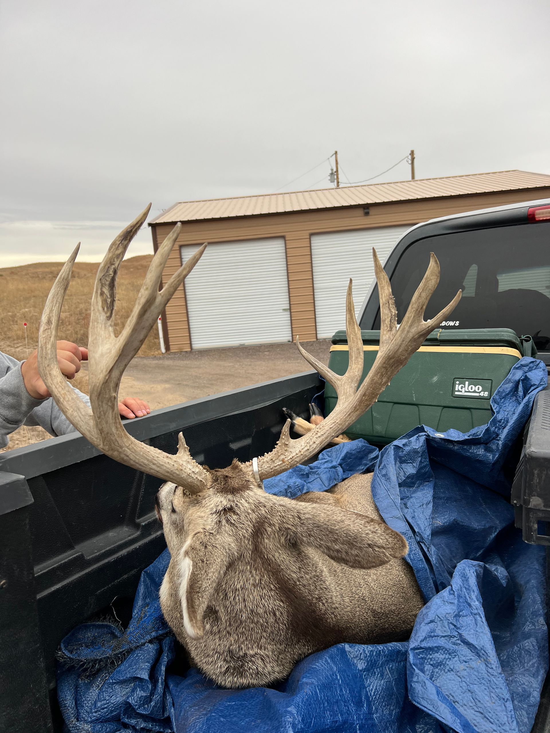 A large deer head with impressive antlers in the back of a truck, covered with a blue tarp.