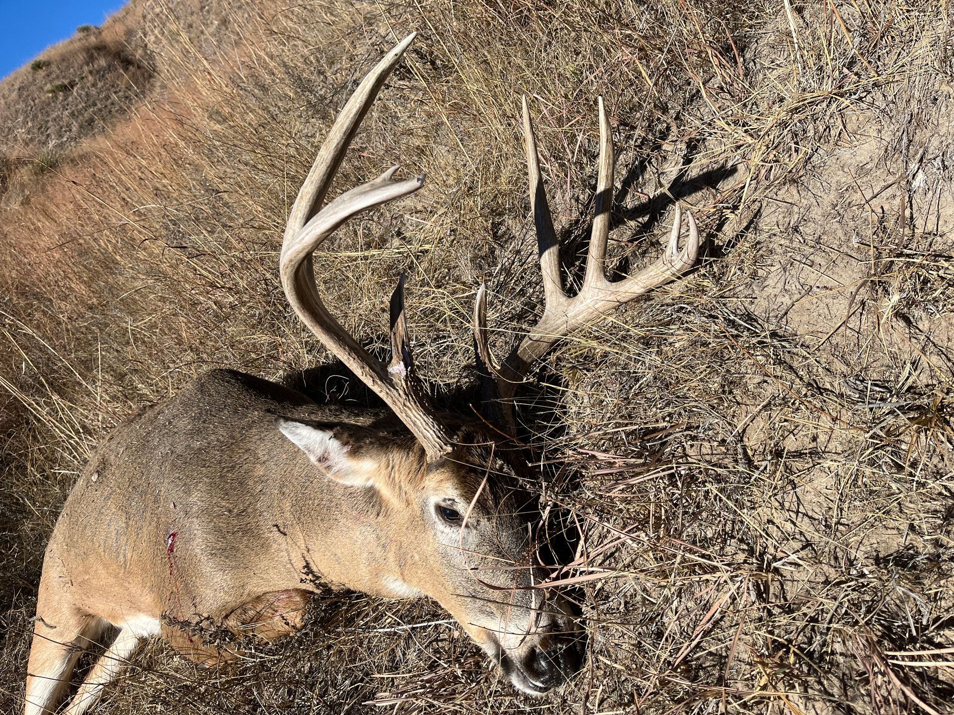 Dead white-tailed deer with large antlers lying on dry grass and dirt in a field.