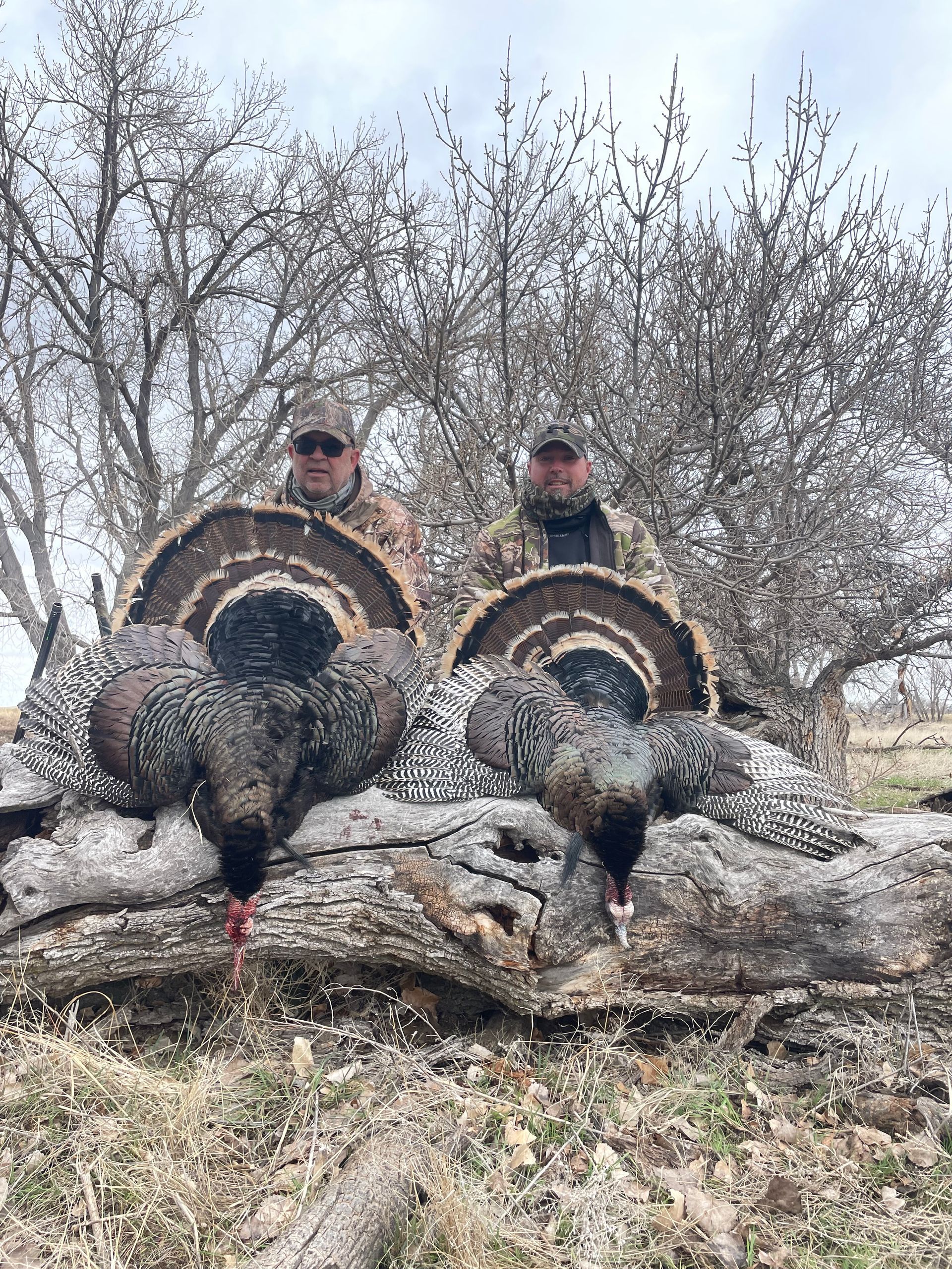 Two men in camouflage with turkeys on a log in a wooded area.