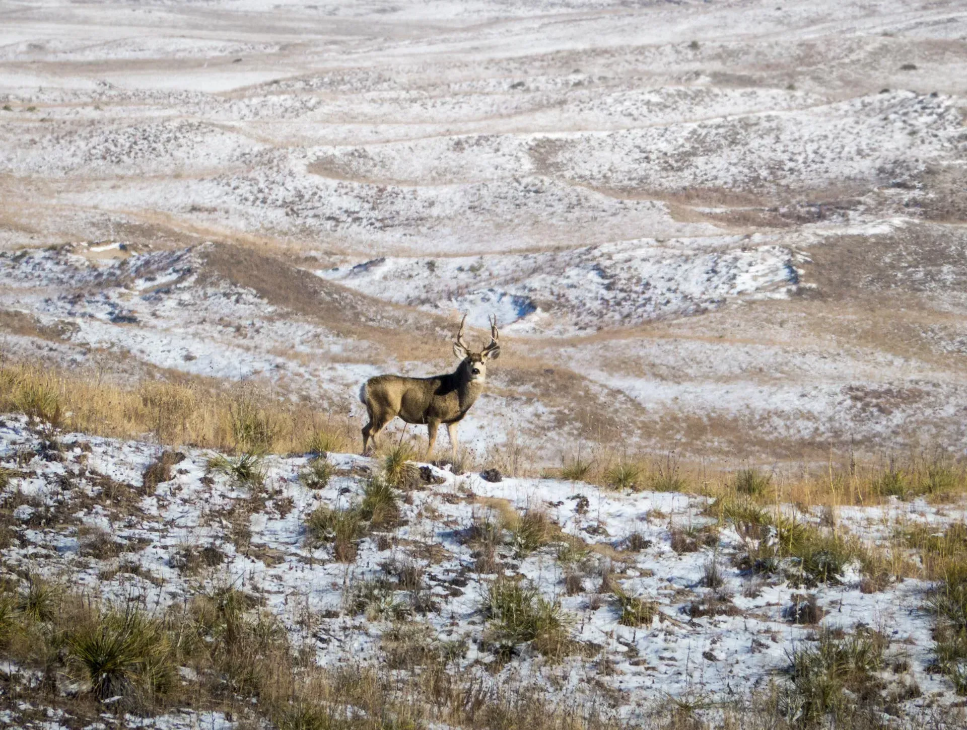 Deer stands on snowy hillside, looking towards the camera.