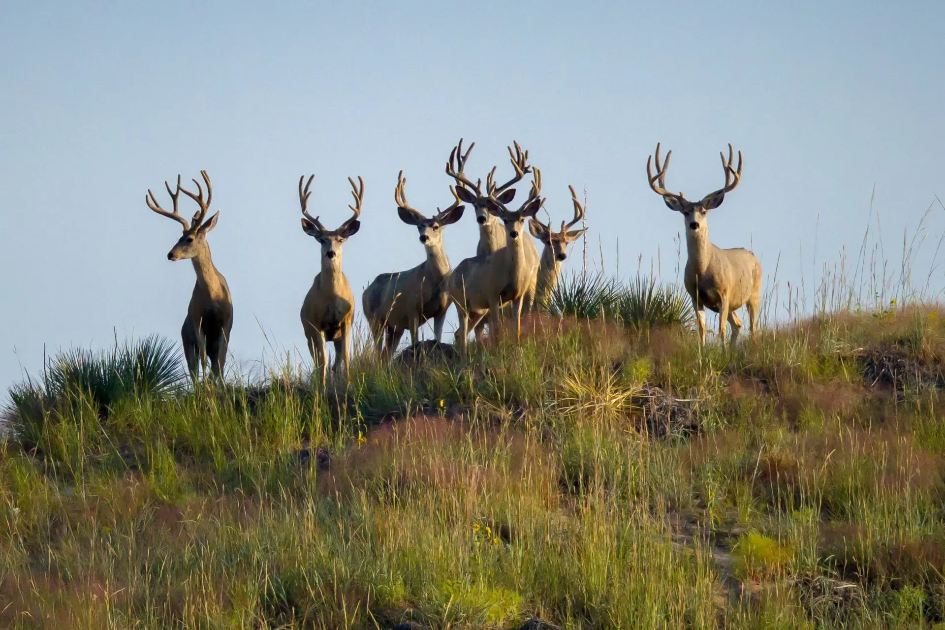 A group of male deer with large antlers on a grassy hilltop against a blue sky.