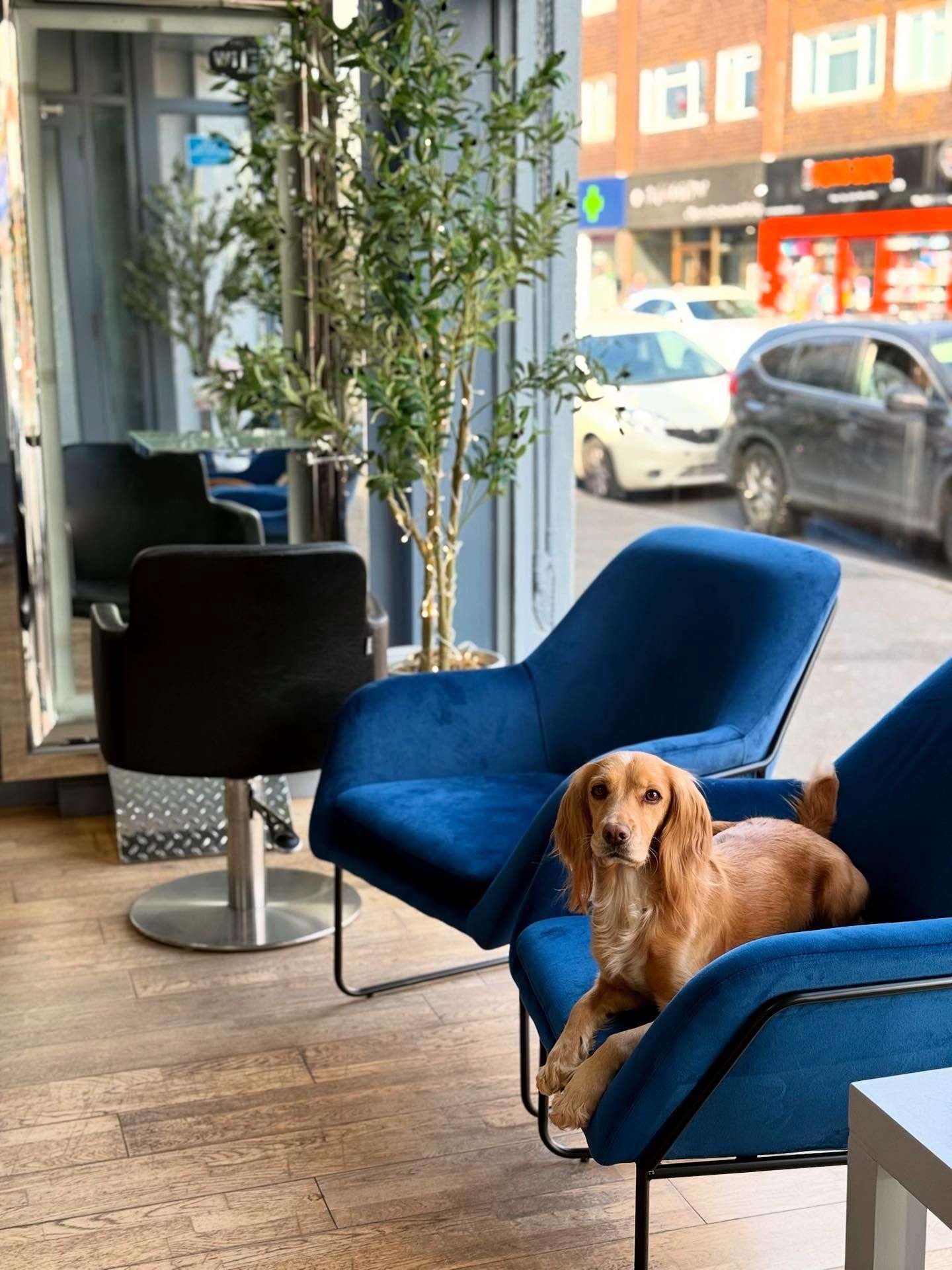 Brown dog lying on a blue chair in a bright cafe by a window