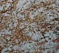 Close-up of scattered brown and white speckled stone or tile surface