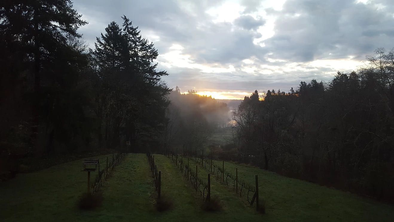 A sunset over a field with trees in the foreground
