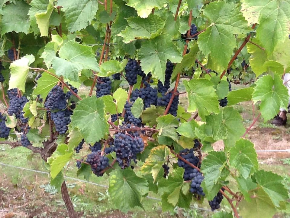 A bunch of grapes are growing on a vine.
