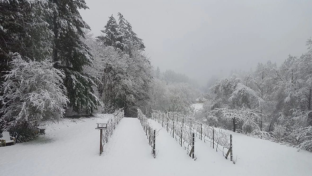 A snowy forest with trees covered in snow and a vineyard in the foreground.