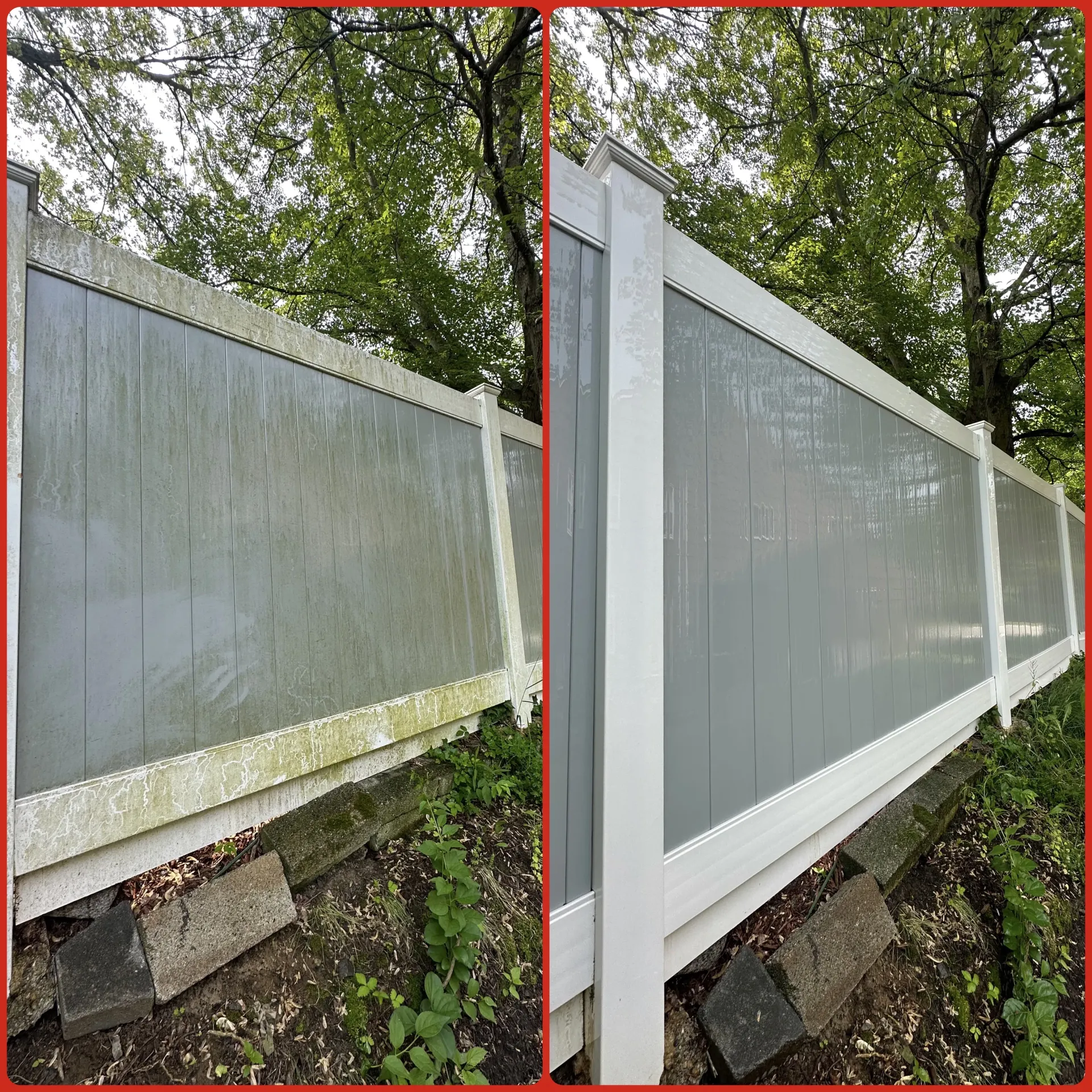 Split-view of a gray privacy fence before and after cleaning, with trees overhead
