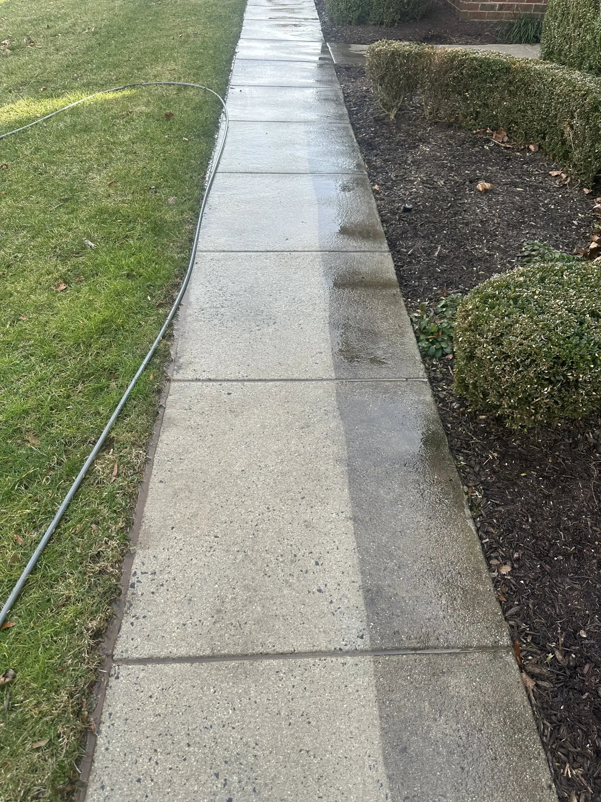 Wet concrete sidewalk beside grass and trimmed hedges after rain
