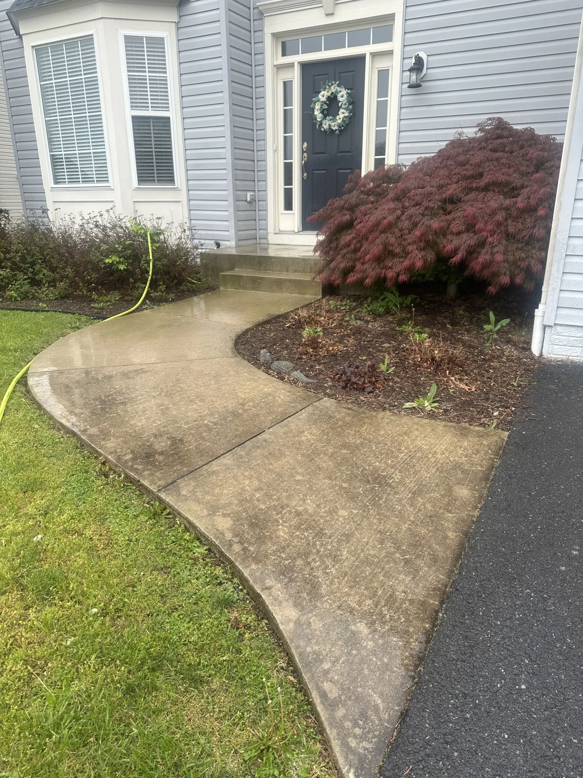 Curved concrete walkway leading to a front door with gray siding and a red shrub in the yard