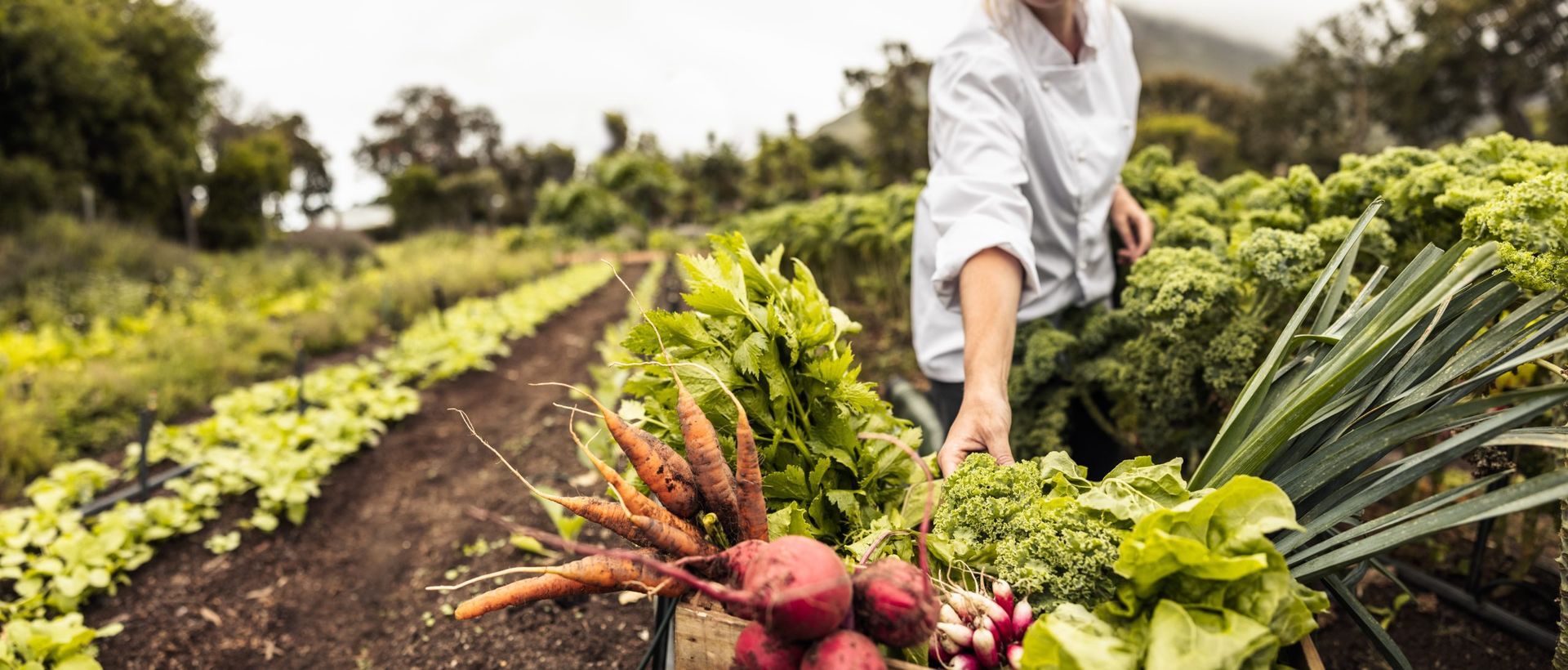 Une personne en chemise blanche récolte des légumes dans un champ ; un panier est rempli de produits.