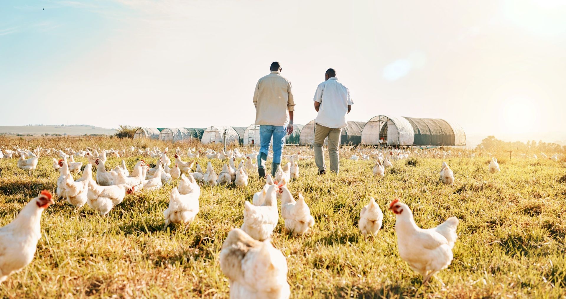 Deux personnes traversent un champ où poussent de nombreuses poules blanches ; journée ensoleillée.