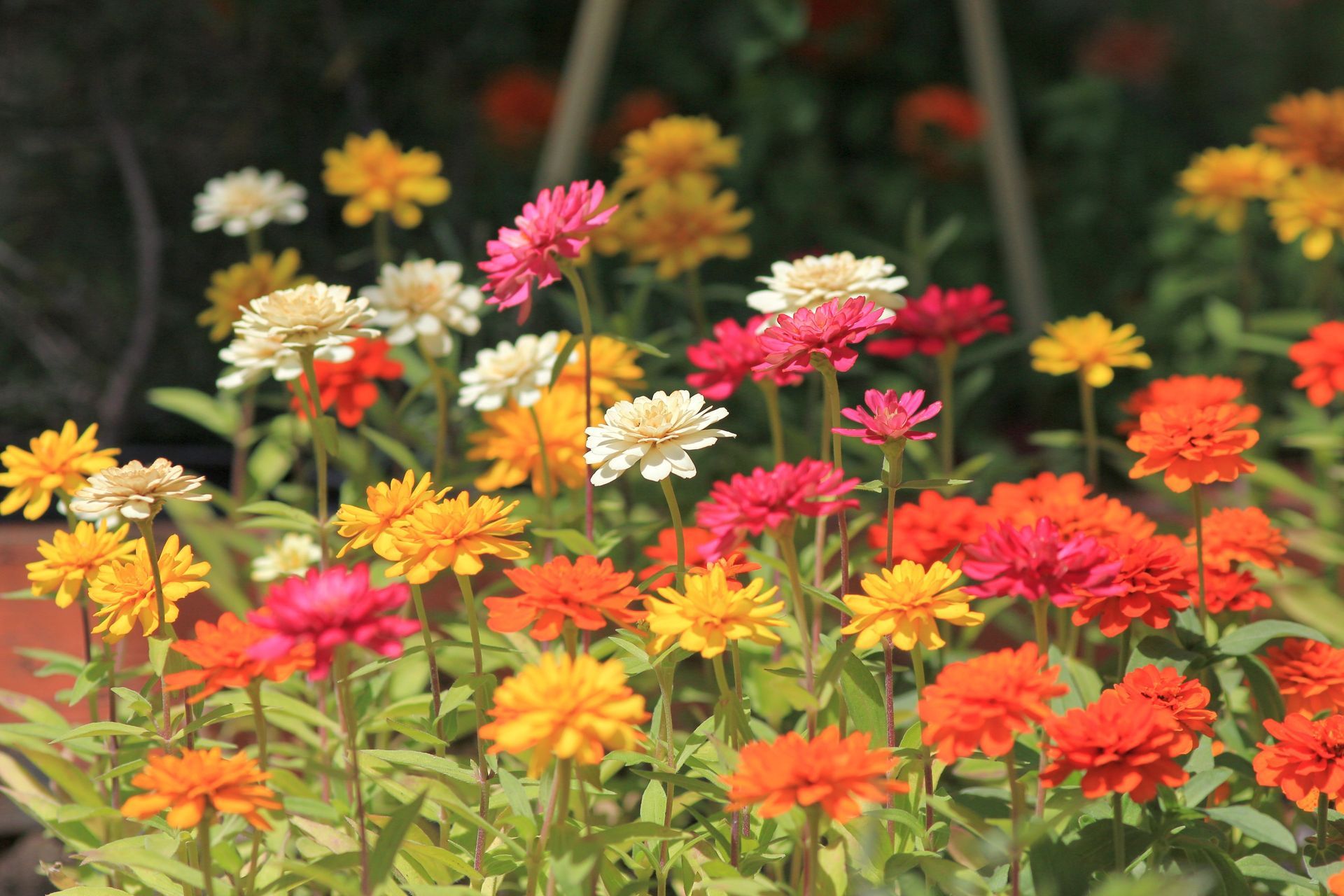 Colorful zinnias in bloom, with yellow, orange, pink, and red flowers in a garden bed