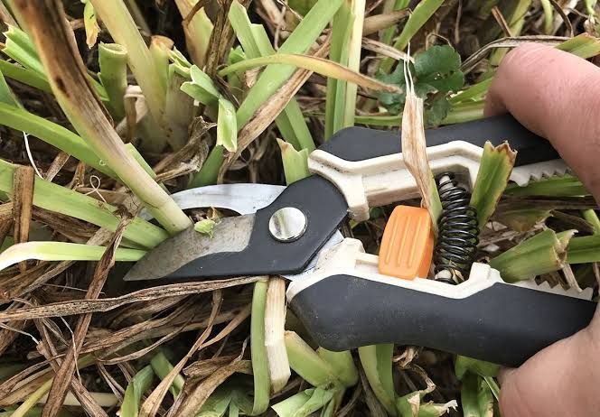 Hands using pruning shears to cut thick green plant stems in a garden.