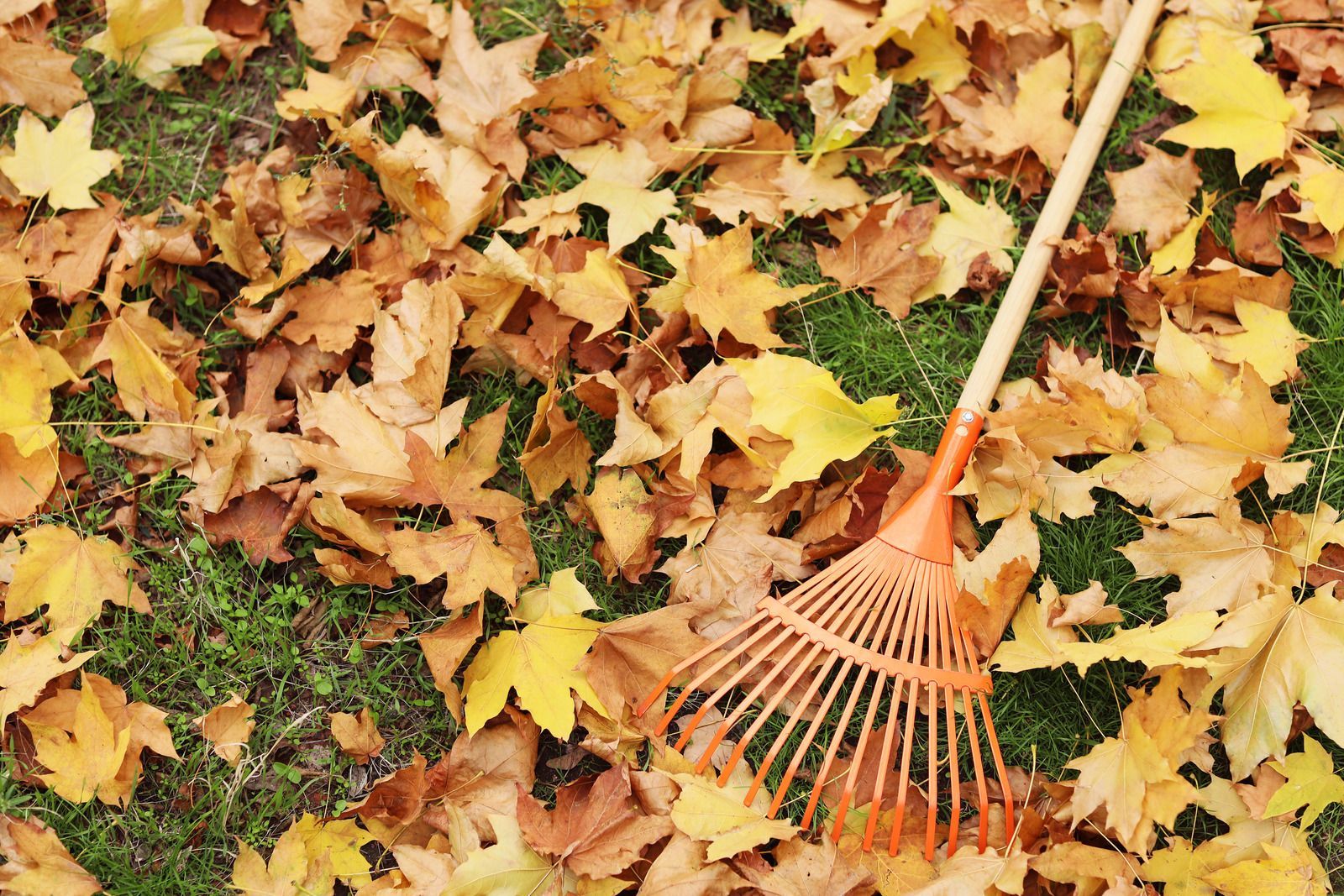 Orange leaf rake on a lawn covered with fallen autumn leaves