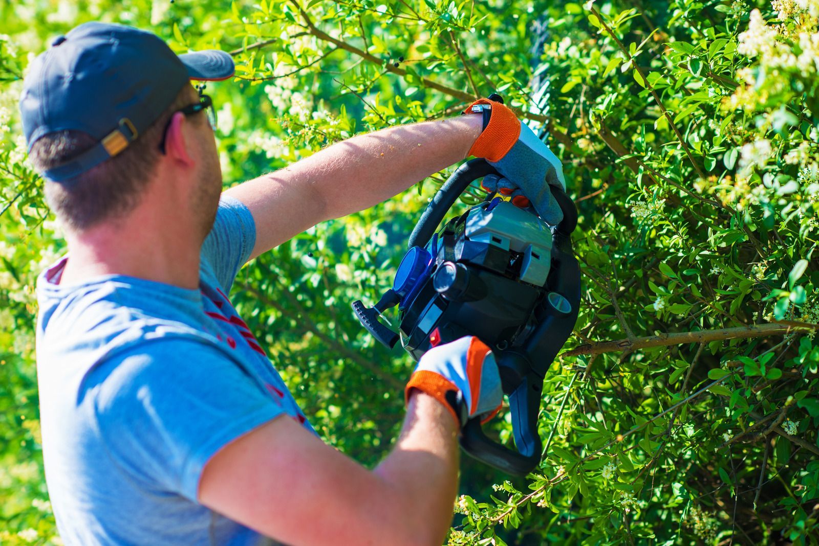 Person in blue shirt and cap reaching into a tree to hang or retrieve a backpack with orange gloves