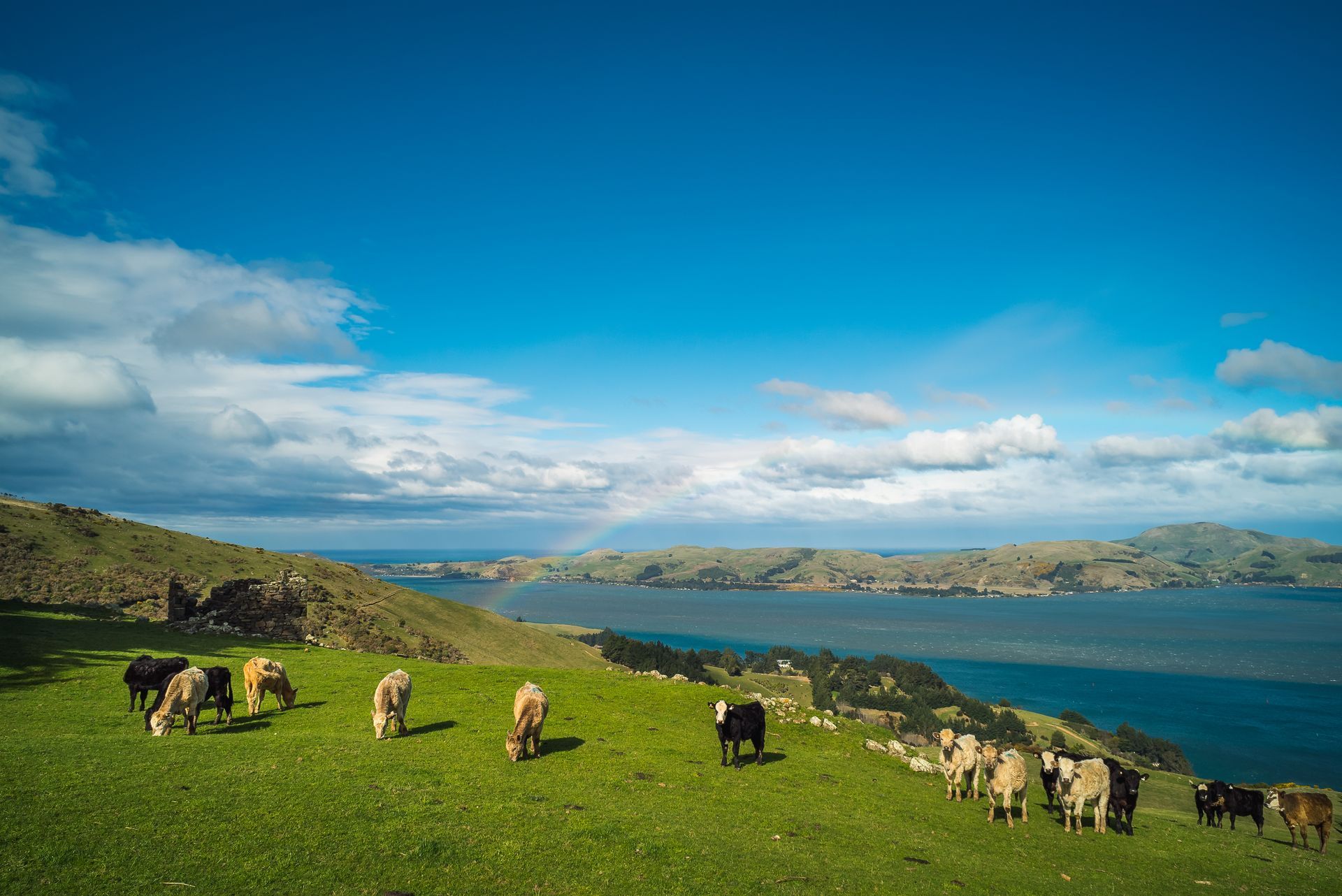 Cows graze on a green hillside overlooking a bay with a partial rainbow under a bright blue sky.