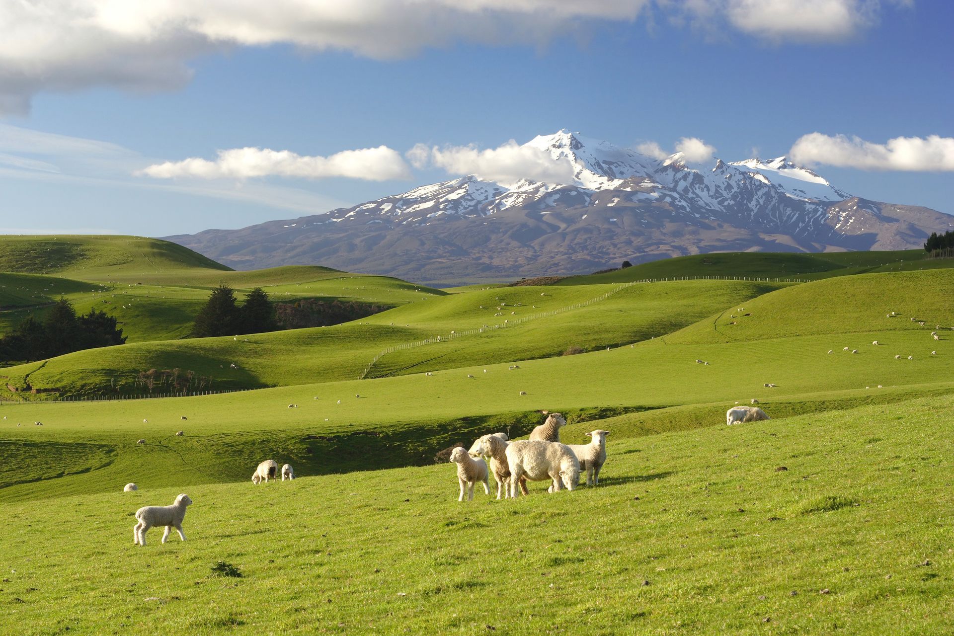 Green hills dotted with sheep under a clear blue sky with a snow-capped mountain in the distance.